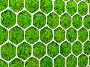 fytowall moss 3d Model 3D