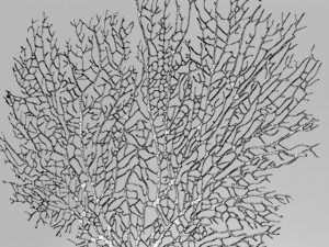 set sea coral picture panel board 3D Model