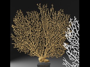 coral Model 3D