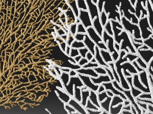 coral Model 3D