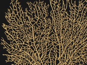 coral Model 3D