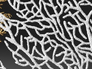 coral Model 3D