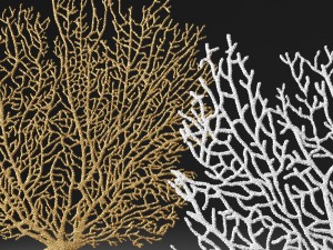 coral Model 3D