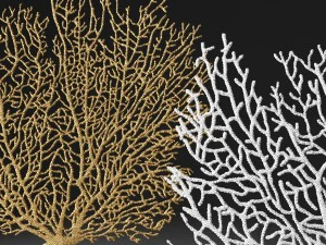 coral 3D Model