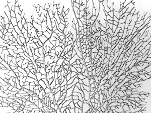 coral Model 3D