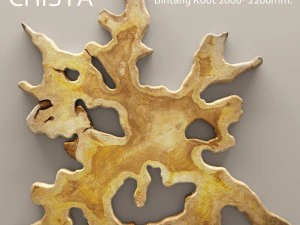 치스타 빈탕 뿌리 3D 모델