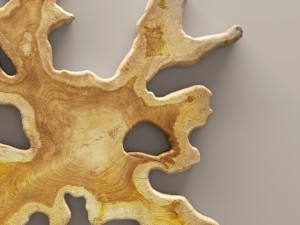 chista bintang root 3D Model