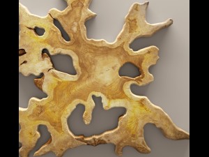 chista bintang root 3D Model