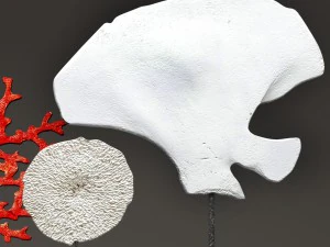 insieme di corallo Modello 3D