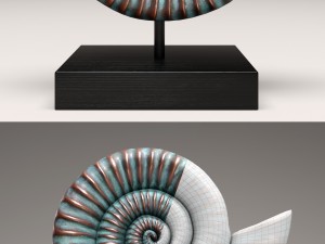 ammonite shell 3D Model
