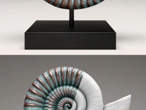 ammonite shell 3D Model