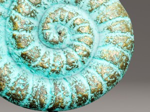 ammonite shell 3D Model