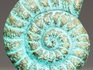 ammonite shell 3D Model