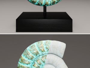 ammonite shell 3D Model