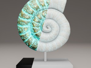 ammonite shell 3D Model