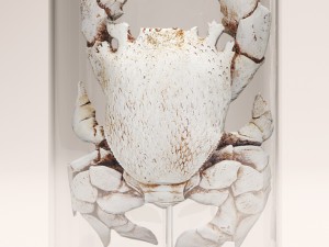 lobster crab collection Modello 3D