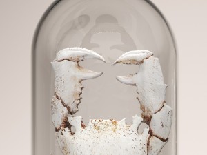 lobster crab collection Modello 3D