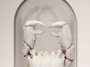 lobster crab collection 3D Model