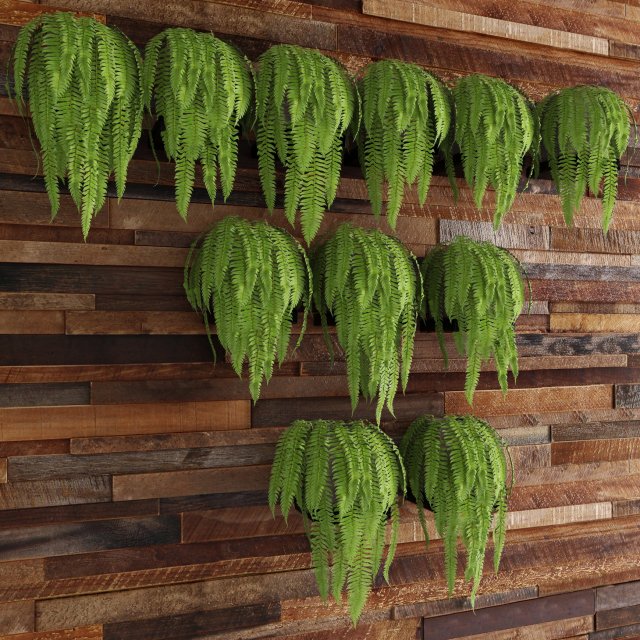fern collection Modello 3D .c4d .max .obj .3ds .fbx .stl .blend 
