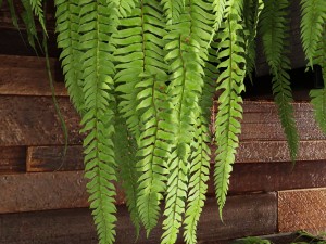 fern collection Modello 3D