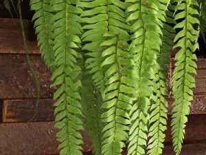 fern collection Modello 3D