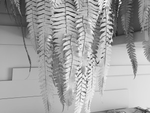fern collection Modello 3D