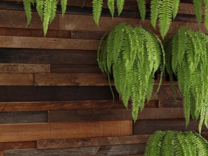 fern collection Modello 3D