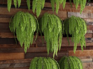fern collection Modello 3D