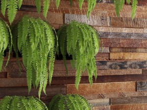 fern collection Modello 3D