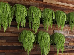 fern collection Modello 3D