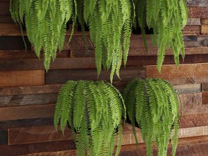 fern collection Modello 3D