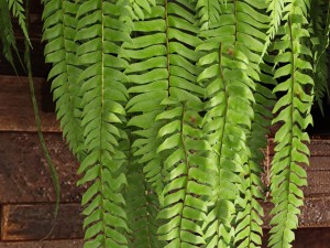 fern collection Modello 3D