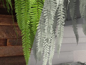 fern collection Modello 3D