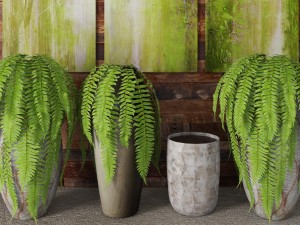 fern collection Modello 3D