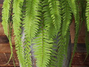 fern collection Modello 3D