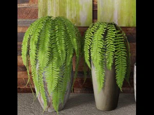 fern collection 3D Model