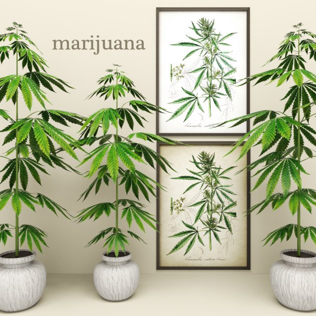 cannabis 3D Модель .c4d .max .obj .3ds .fbx .stl .blend 