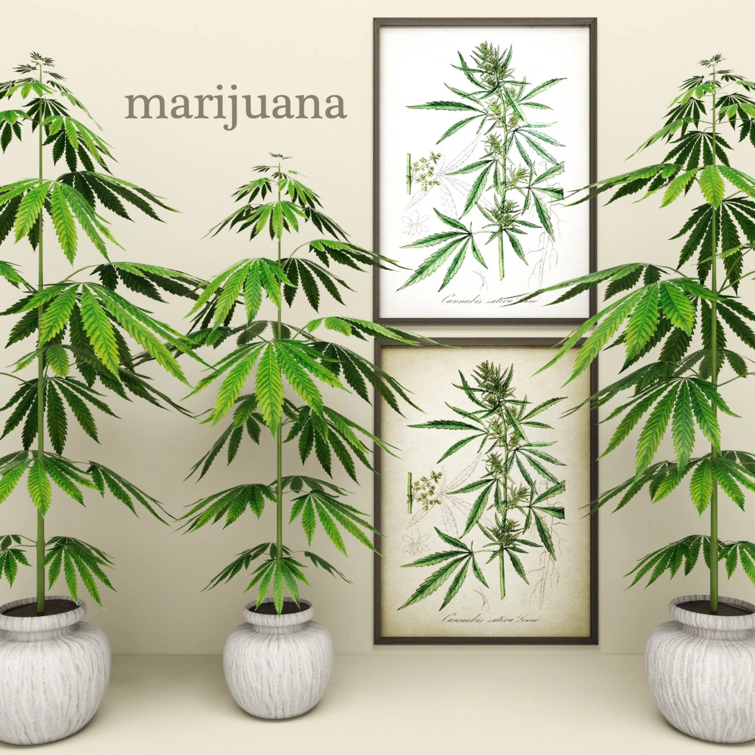 cannabis 3D Model .c4d .max .obj .3ds .fbx .stl .blend 