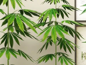 cannabis 3D Model