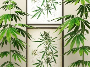 cannabis 3D Model