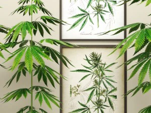 cannabis 3D Model