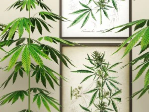 cannabis 3D Model