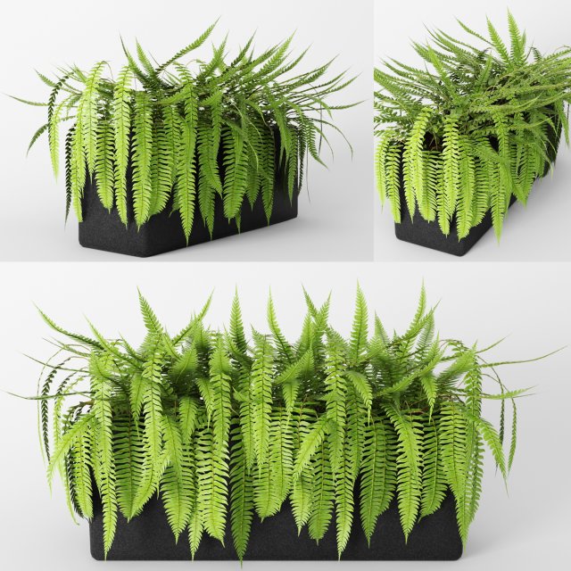 fern 3Dモデル .c4d .max .obj .3ds .fbx .stl .blend