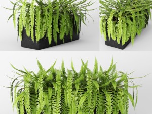 fern 3D Model
