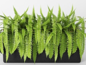 fern 3Dモデル