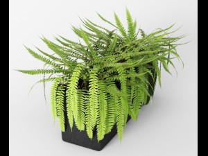 fern 3Dモデル
