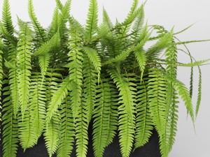 fern 3Dモデル
