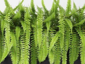fern 3Dモデル