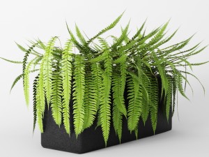 fern 3Dモデル