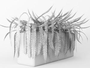 fern 3Dモデル